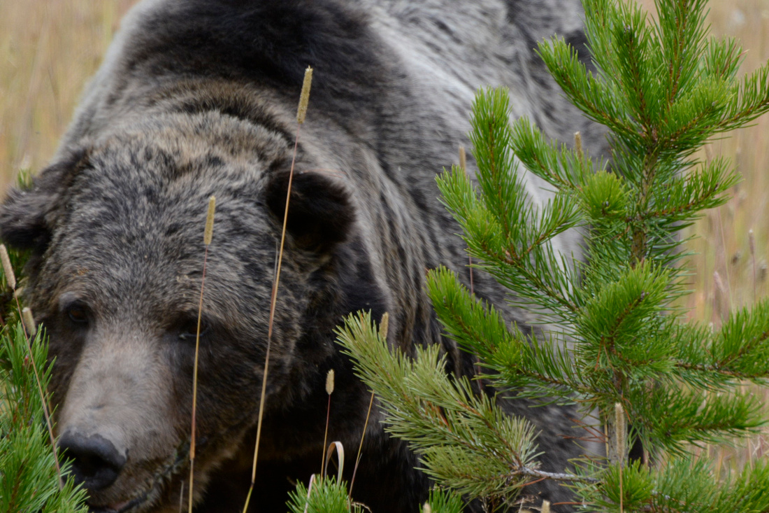 A Tired Grizzly, Yellowstone National Park