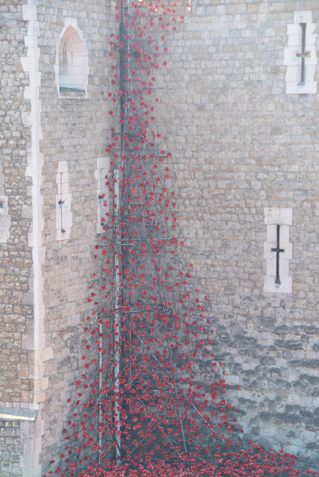 Poppies Pouring over the Tower of London Wall