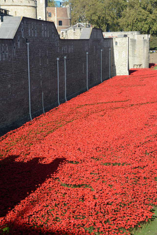 Poppies Commemorating 100th Anniversary of World War I, London